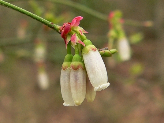 {Vaccinium elliottii}
